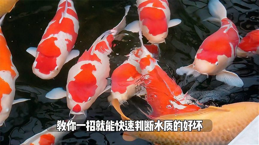 如何判斷龍魚缸水質是否良好？，如何判斷魚缸水質好壞