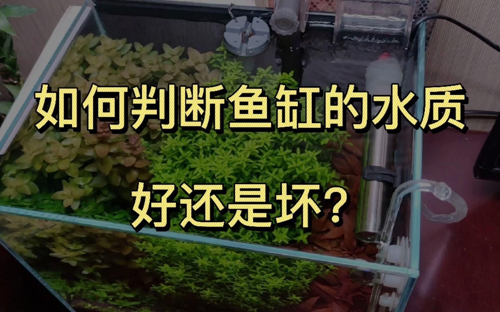 如何判斷龍魚缸水質是否良好？，如何判斷魚缸水質好壞