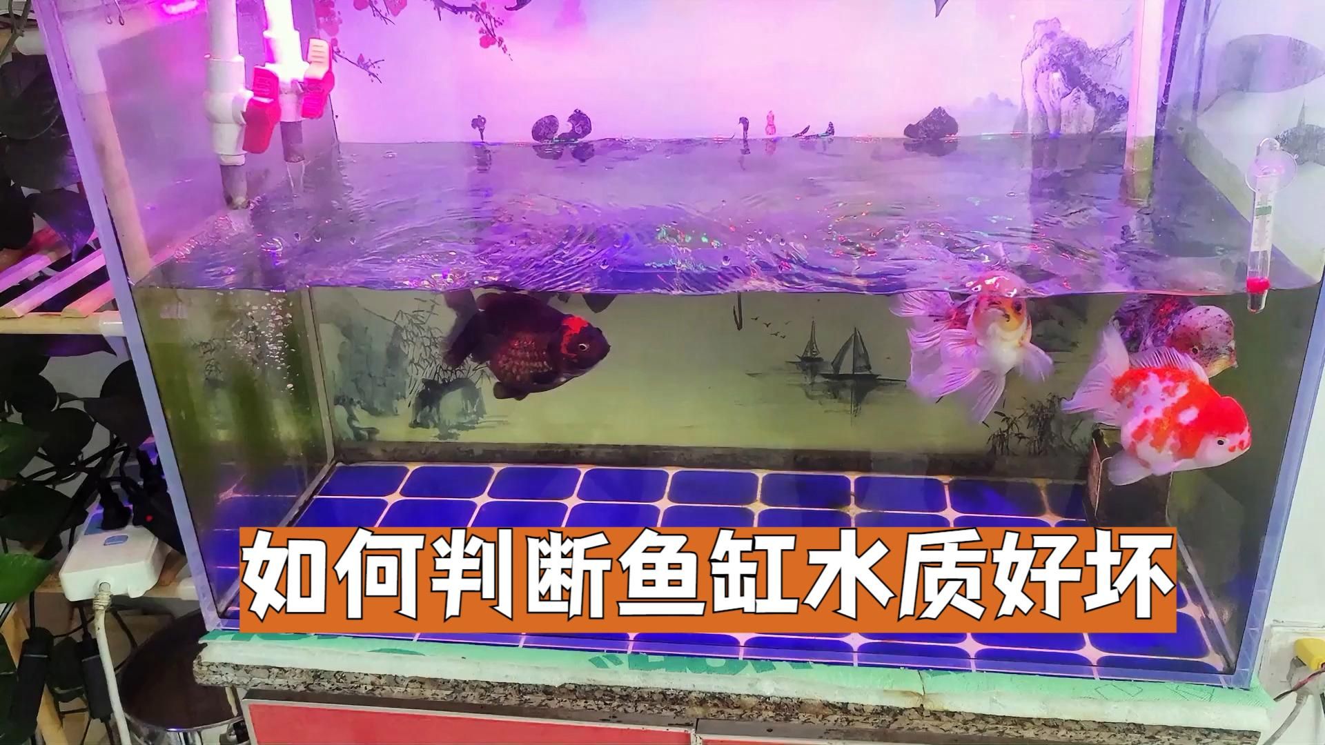 如何判斷龍魚缸水質是否良好？，如何判斷魚缸水質好壞