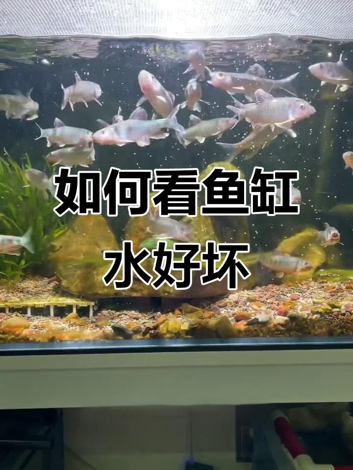 如何判斷龍魚缸水質是否良好？，如何判斷魚缸水質好壞