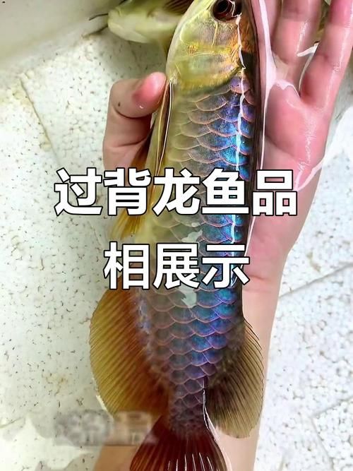如何鑒別真假稀有過背金龍魚