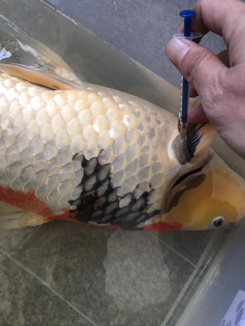 如何判斷錦鯉爛尾是否嚴重，arxiv論文助手判斷錦鯉爛尾是否嚴重的顏色變化