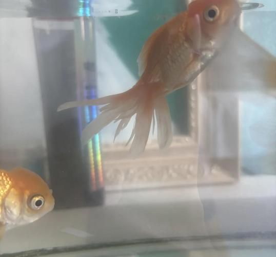 如何判斷錦鯉爛尾是否嚴重，arxiv論文助手判斷錦鯉爛尾是否嚴重的顏色變化