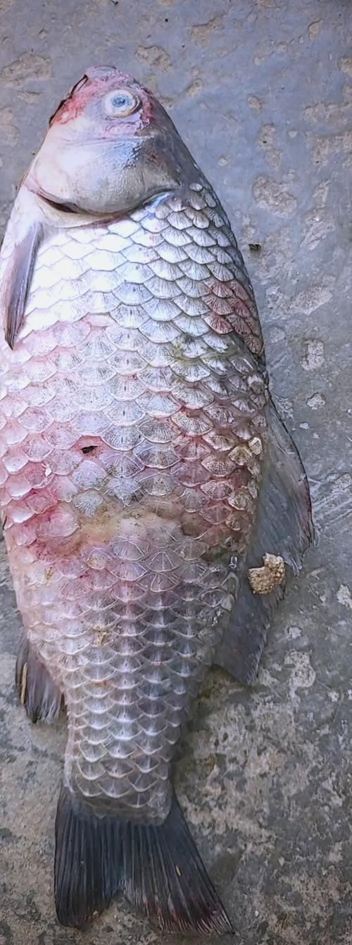 如何判斷魚是否患有爛鱗病,如何判斷魚是否患有爛鱗病、豎鱗病 龍魚百科 第1張 如何判斷魚是否患有爛鱗病,如何判斷魚是否患有爛鱗病、豎鱗病 如何判斷魚是否患有爛鱗病,如何判斷魚是否患有爛鱗病、豎鱗病 龍魚百科 第1張