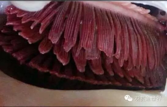 如何判斷魚是否患有爛鱗病，如何判斷魚是否患有爛鱗病、豎鱗病 如何判斷魚是否患有爛鱗病，如何判斷魚是否患有爛鱗病、豎鱗病 龍魚百科 第7張