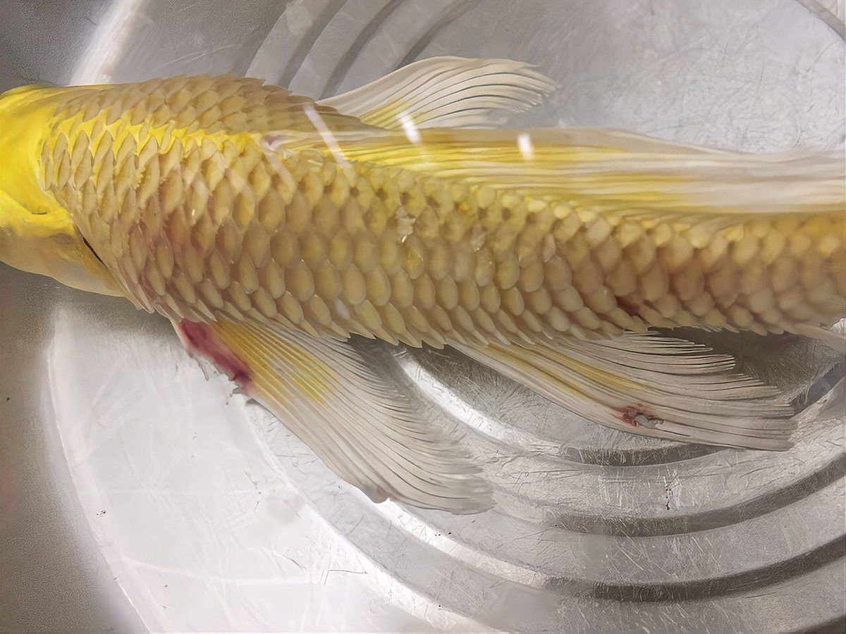 如何判斷魚是否患有爛鱗病，如何判斷魚是否患有爛鱗病、豎鱗病 如何判斷魚是否患有爛鱗病，如何判斷魚是否患有爛鱗病、豎鱗病 龍魚百科 第9張