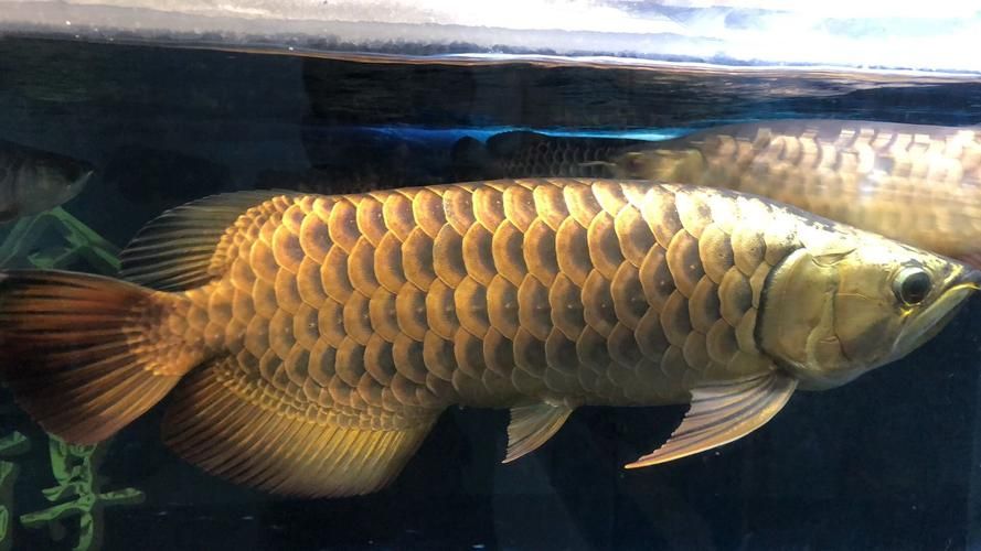 如何鑒別龍王魚的稀有品種，如何鑒別龍王魚