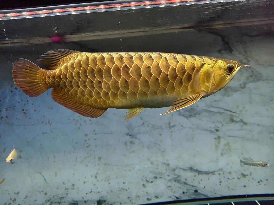 如何鑒別龍王魚的稀有品種，如何鑒別龍王魚