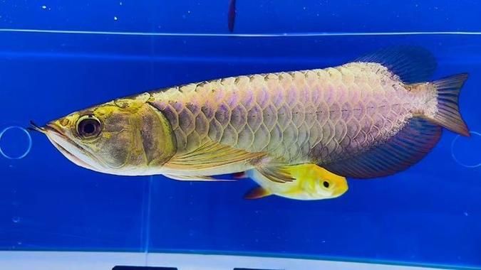 如何鑒別龍王魚的稀有品種，如何鑒別龍王魚