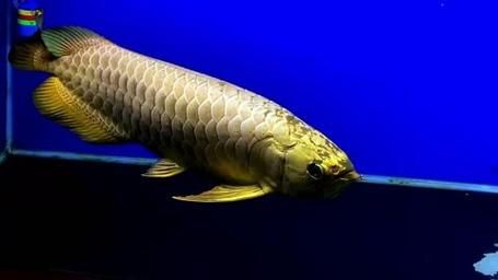 如何鑒別龍王魚的稀有品種，如何鑒別龍王魚