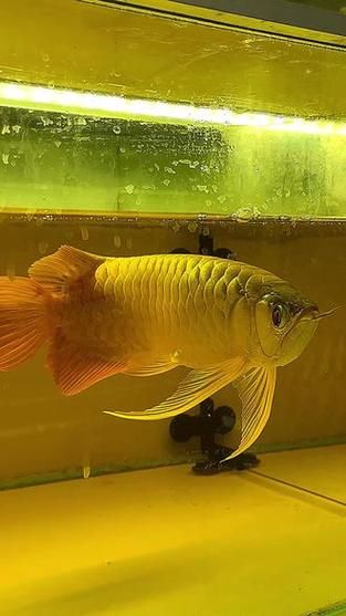 如何鑒別大湖紅龍魚的真偽？，大湖紅龍魚真偽鑒別大湖紅龍魚真偽鑒別詳解（1000字詳解）