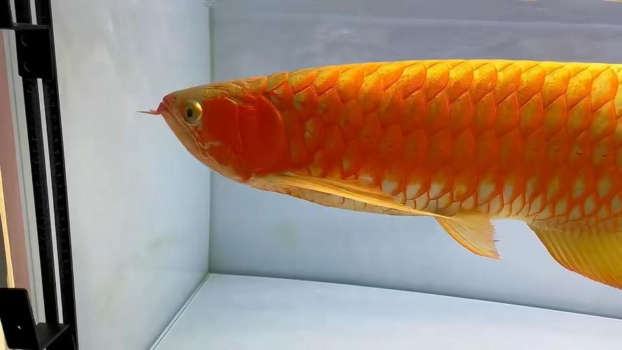 如何鑒別大湖紅龍魚的真偽？，大湖紅龍魚真偽鑒別大湖紅龍魚真偽鑒別詳解（1000字詳解）