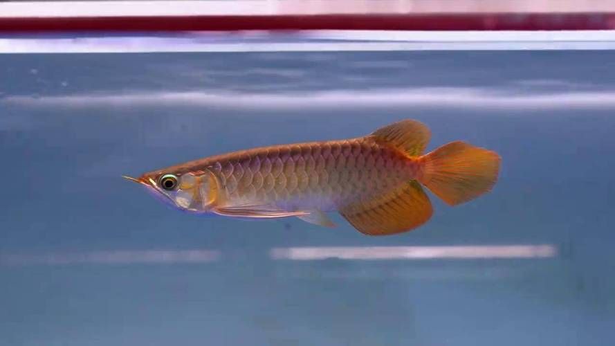 如何鑒別大湖紅龍魚的真偽？，大湖紅龍魚真偽鑒別大湖紅龍魚真偽鑒別詳解（1000字詳解）