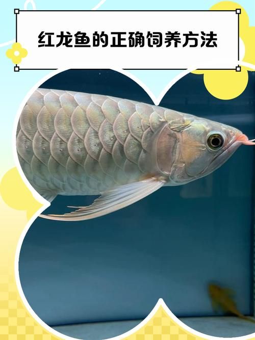如何鑒別大湖紅龍魚的真?zhèn)危浚蠛t龍魚真?zhèn)舞b別大湖紅龍魚真?zhèn)舞b別詳解（1000字詳解）