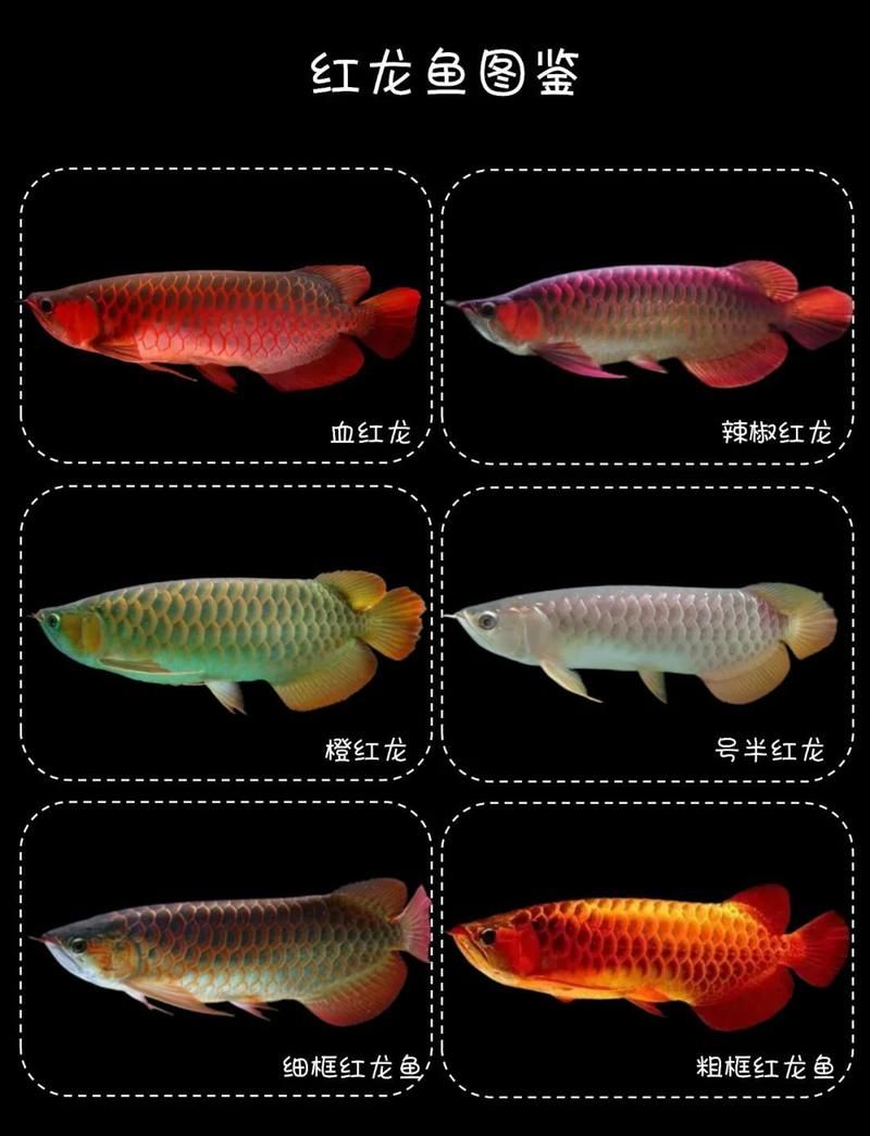 如何鑒別大湖紅龍魚的真?zhèn)危浚蠛t龍魚真?zhèn)舞b別大湖紅龍魚真?zhèn)舞b別詳解（1000字詳解）