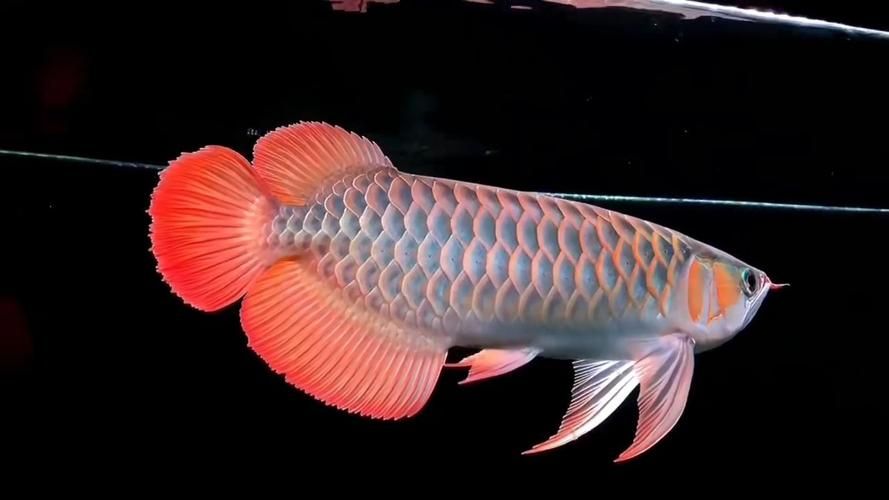 如何鑒別大湖紅龍魚的真?zhèn)危浚蠛t龍魚真?zhèn)舞b別大湖紅龍魚真?zhèn)舞b別詳解（1000字詳解）