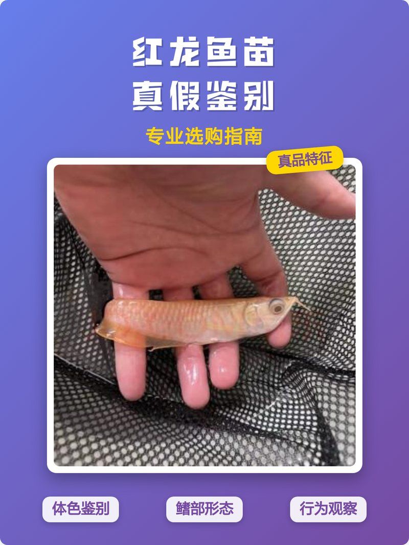 如何鑒別大湖紅龍魚的真?zhèn)危浚蠛t龍魚真?zhèn)舞b別大湖紅龍魚真?zhèn)舞b別詳解（1000字詳解）