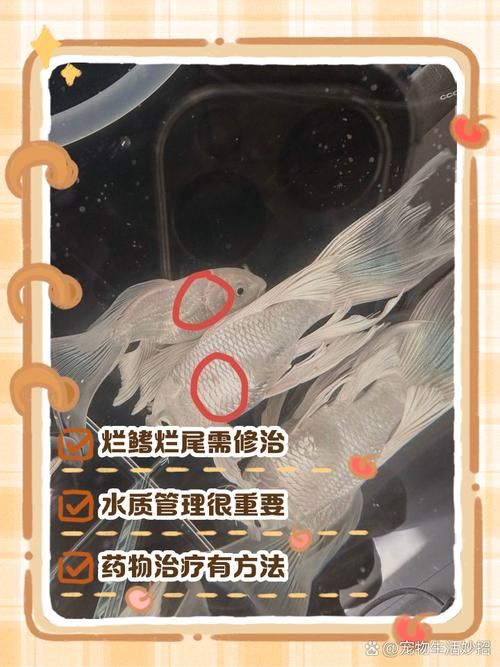 爛尾魚如何護理，arxiv論文助手arxiv論文助手arxiv論文助手