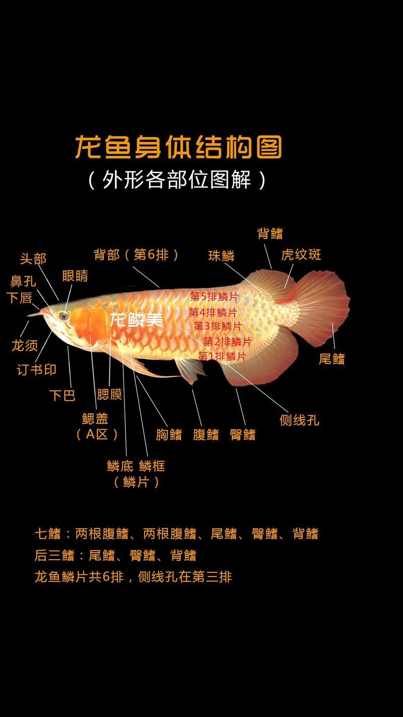 如何判断龙鱼沉尾是否严重
