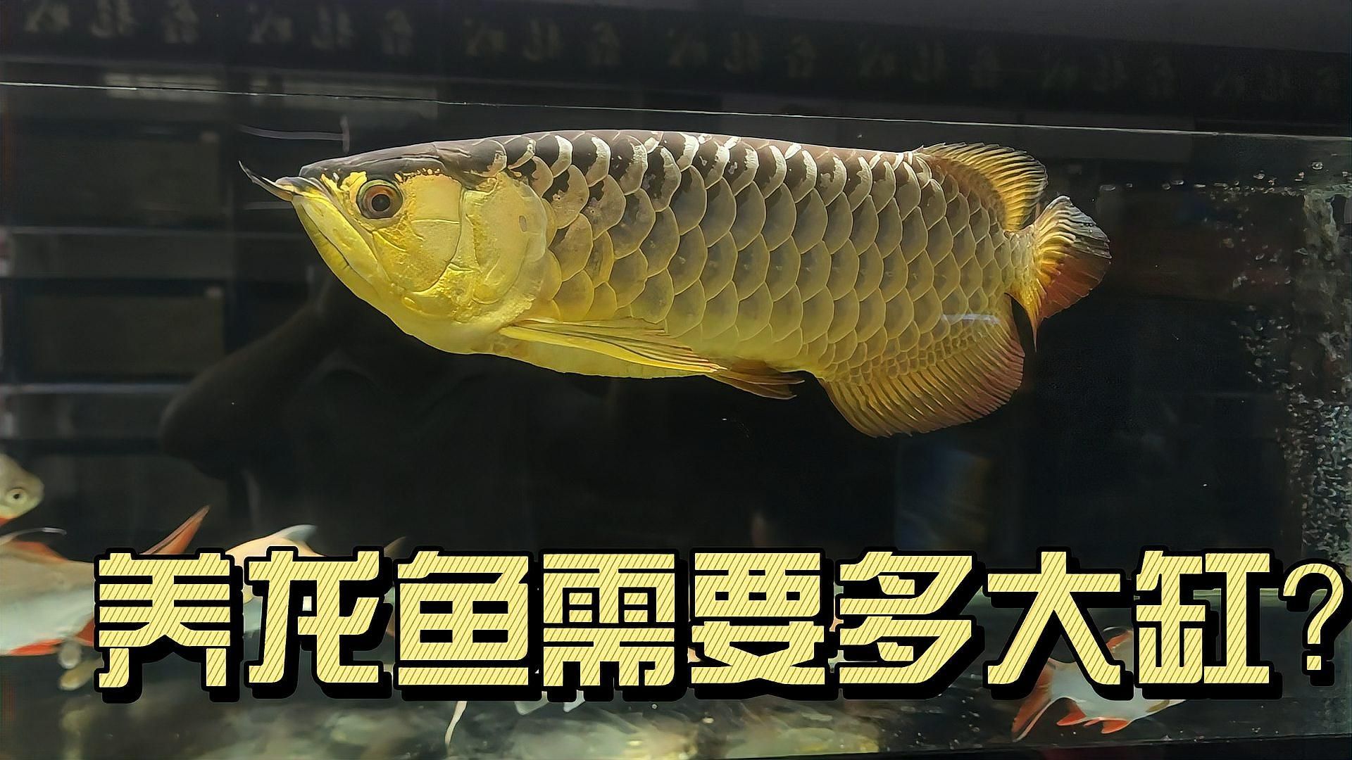 龍魚魚缸長度和寬度如何選擇，養龍魚需要多大的魚缸？ 龍魚魚缸長度和寬度如何選擇，養龍魚需要多大的魚缸？ 龍魚百科 第5張
