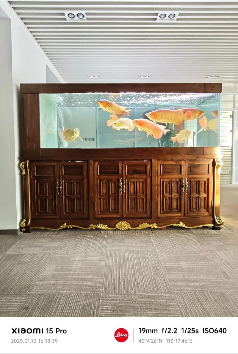 彩蝶和久鼎哪個更值得購買？ 彩蝶和久鼎哪個更值得購買？ 龍魚百科 第1張