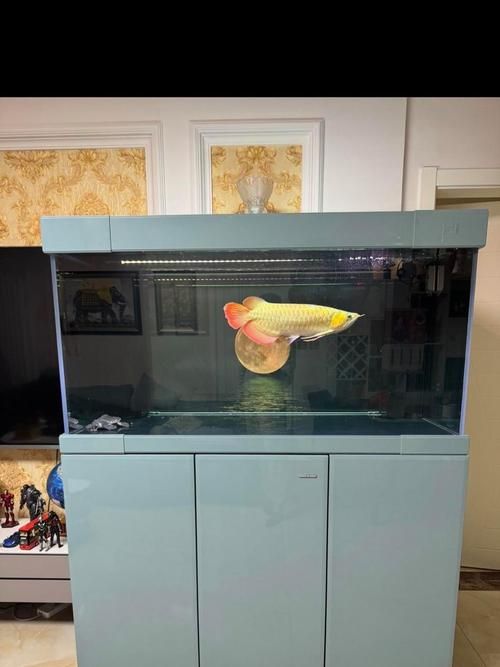 彩蝶和久鼎哪個更值得購買？ 彩蝶和久鼎哪個更值得購買？ 龍魚百科 第2張