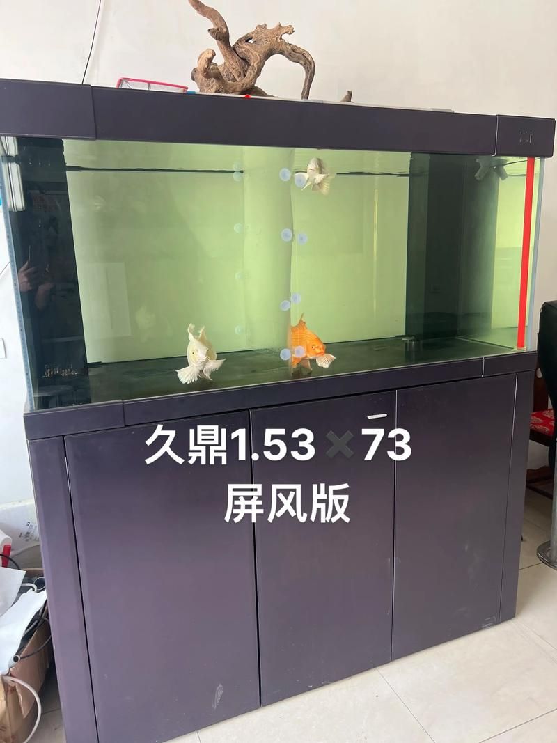 彩蝶和久鼎哪個更值得購買？ 彩蝶和久鼎哪個更值得購買？ 龍魚百科 第3張