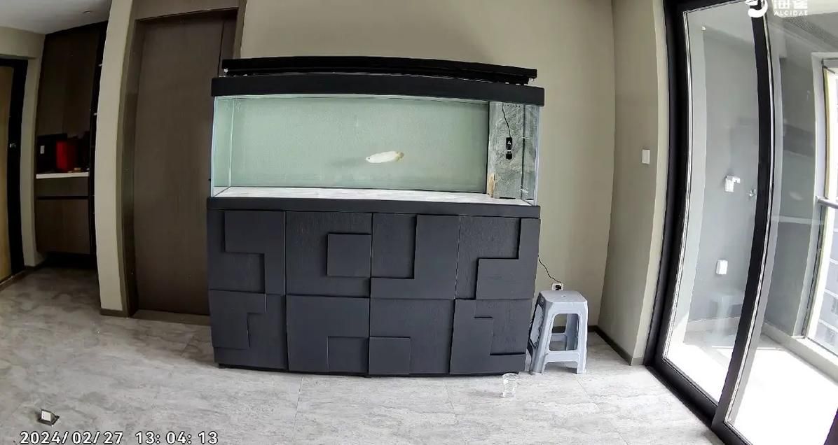 彩蝶和久鼎哪個更值得購買？ 彩蝶和久鼎哪個更值得購買？ 龍魚百科 第5張