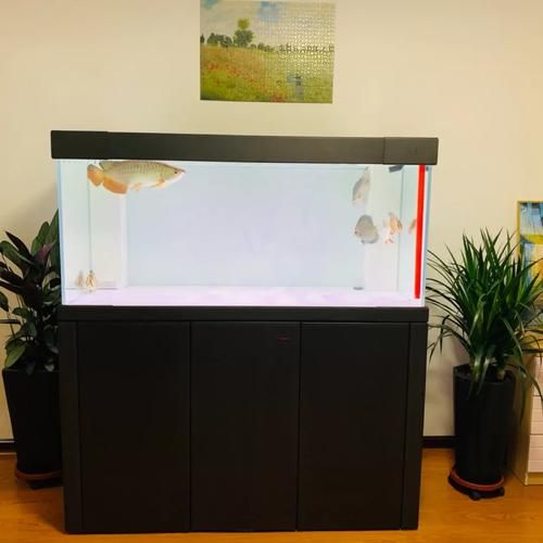 彩蝶和久鼎哪個更值得購買？ 彩蝶和久鼎哪個更值得購買？ 龍魚百科 第6張