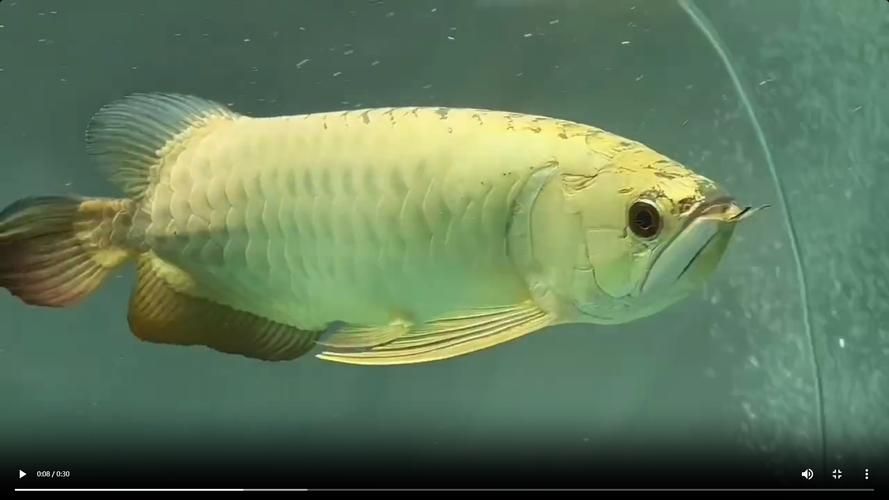 如何安全地訪問金龍魚視頻祥龍魚場？，“金龍魚視頻祥龍魚視頻祥龍魚場詐騙1000字配圖