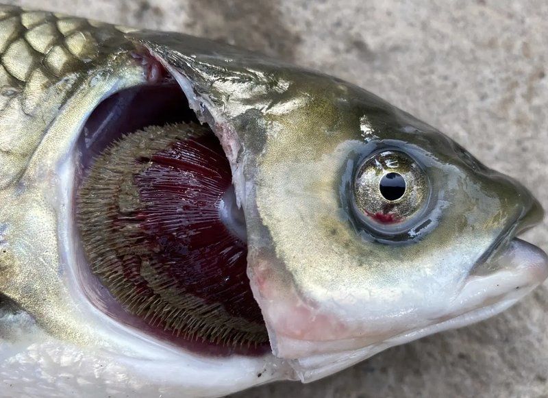 細(xì)菌性爛鰓病有哪些癥狀，細(xì)菌性爛鰓病:如何識(shí)別與治療