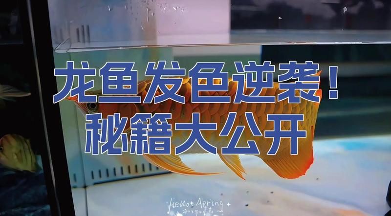 印尼小紅龍怎么養才會紅？