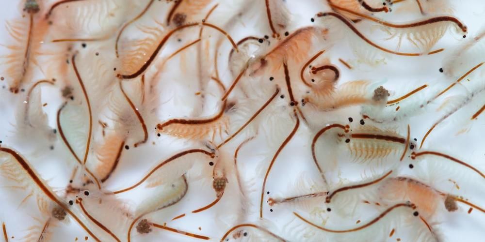 孟吉爾紅龍小苗期喂食技巧，孟吉爾紅龍喂食技巧