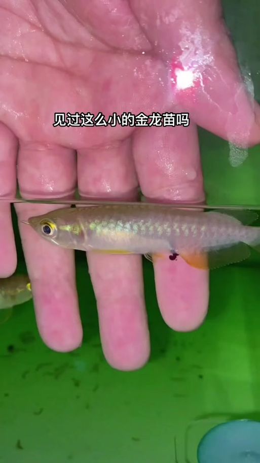 如何飼養1-2cm金龍魚幼苗，1-2cm金龍魚幼苗如何飼養1-2cm金龍魚幼苗