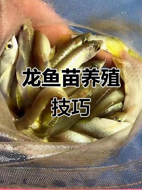 如何飼養1-2cm金龍魚幼苗，1-2cm金龍魚幼苗如何飼養1-2cm金龍魚幼苗