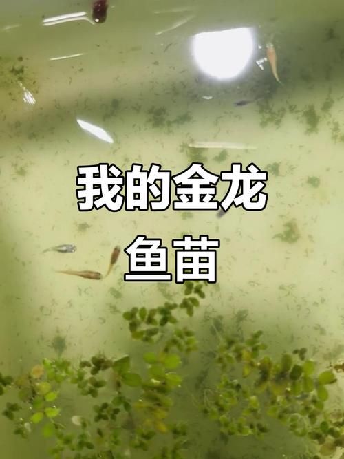 如何飼養1-2cm金龍魚幼苗，1-2cm金龍魚幼苗如何飼養1-2cm金龍魚幼苗