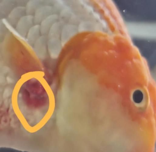 魚鰭充血有血絲會自愈嗎