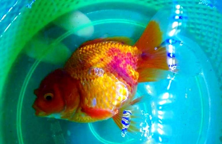 魚鰭充血有血絲會自愈嗎