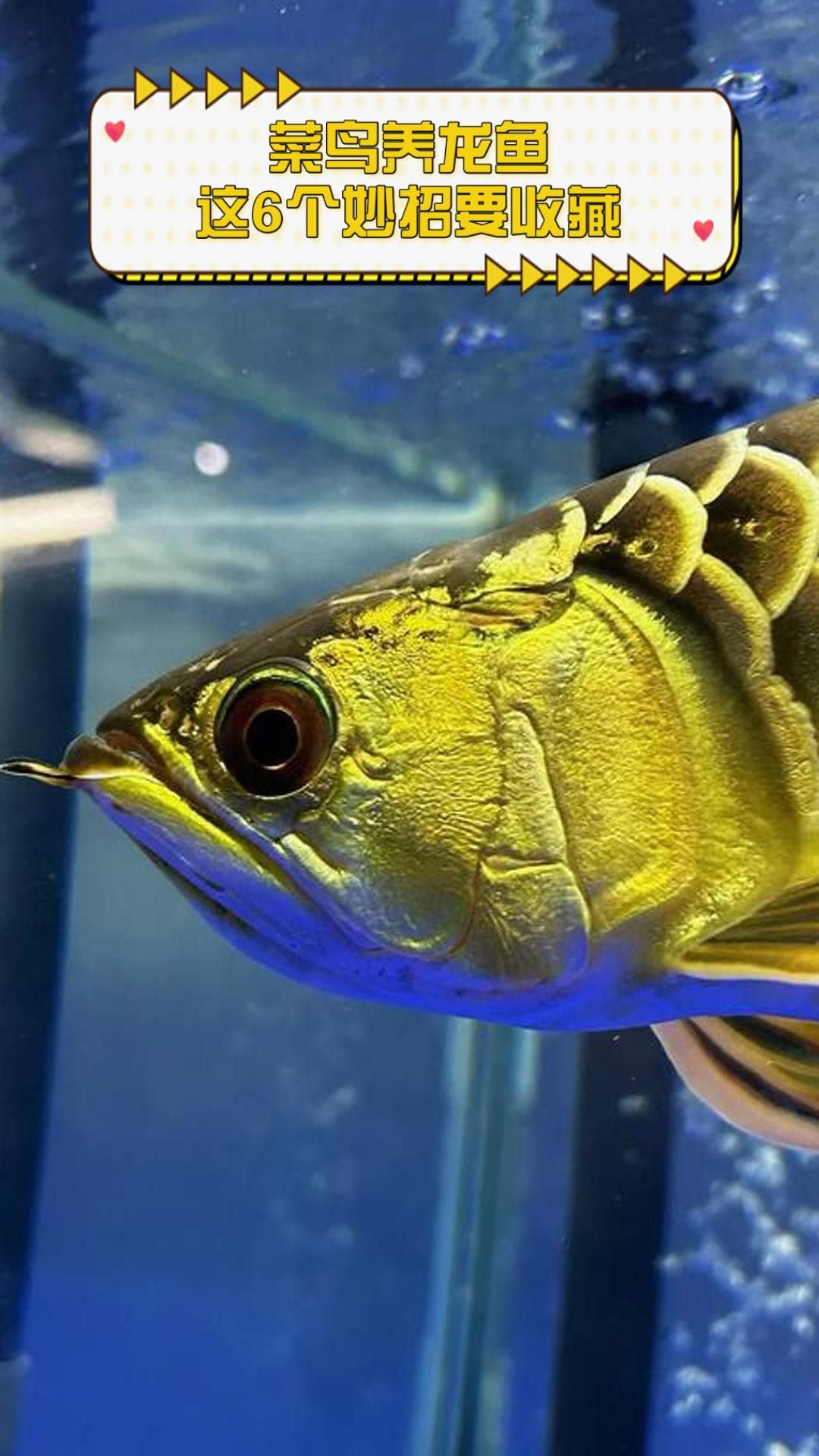 龍魚飼養中還有哪些注意事項