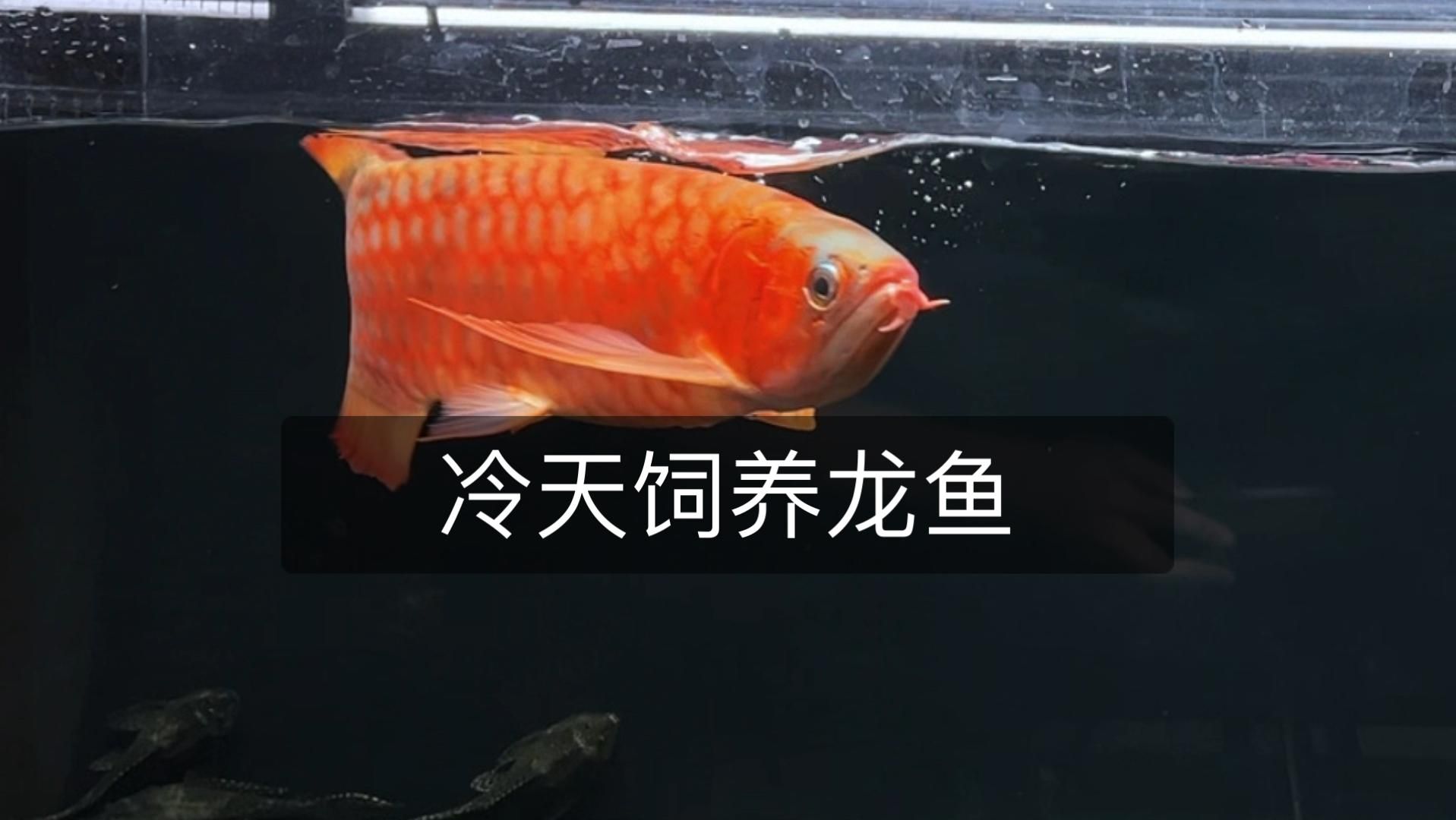 龍魚飼養中還有哪些注意事項 龍魚飼養中還有哪些注意事項 龍魚百科 第2張