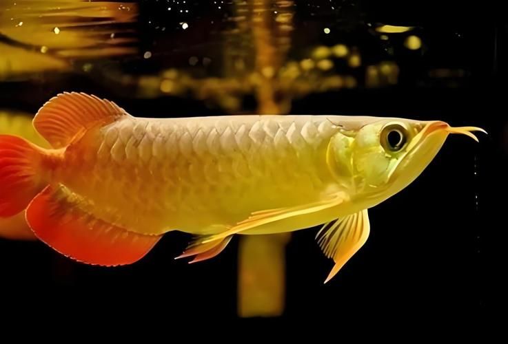 金龍魚視頻觀賞有哪些技巧，金龍魚的視頻觀賞技巧