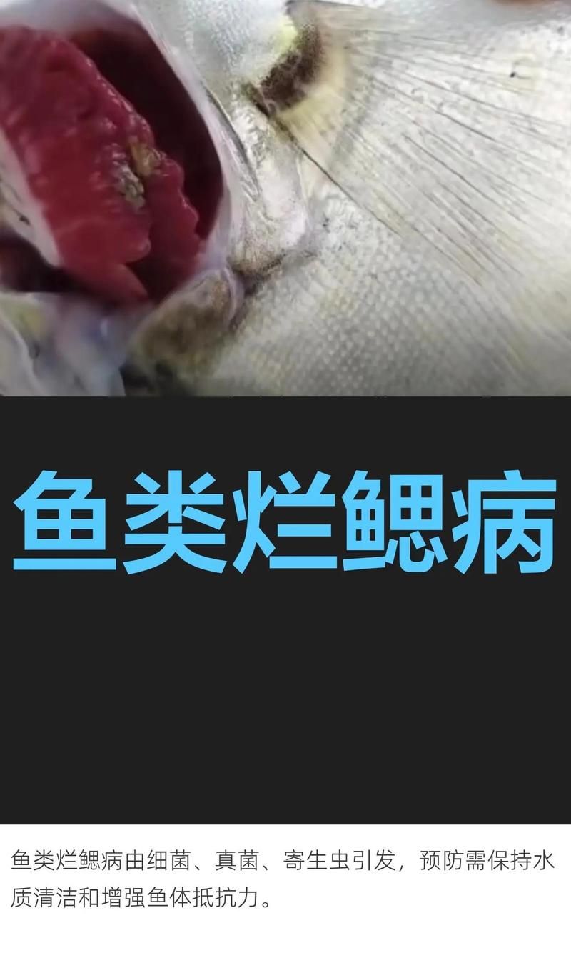 有沒有更簡單的鰓蓋爛洞預(yù)防方法，如何預(yù)防魚爛鰓病