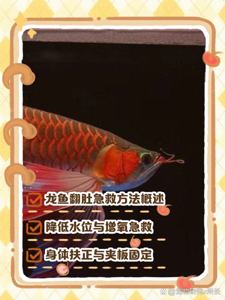 龙鱼翻肚后如何恢复喂食，龙鱼翻肚后如何恢复喂食，