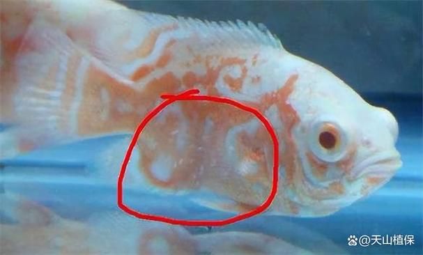 如何判斷金魚是否感染白點病，如何判斷金魚是否感染水產(chǎn)白點病