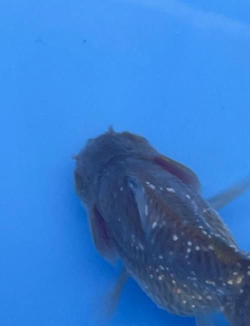 如何判斷金魚是否感染白點病，如何判斷金魚是否感染水產(chǎn)白點病