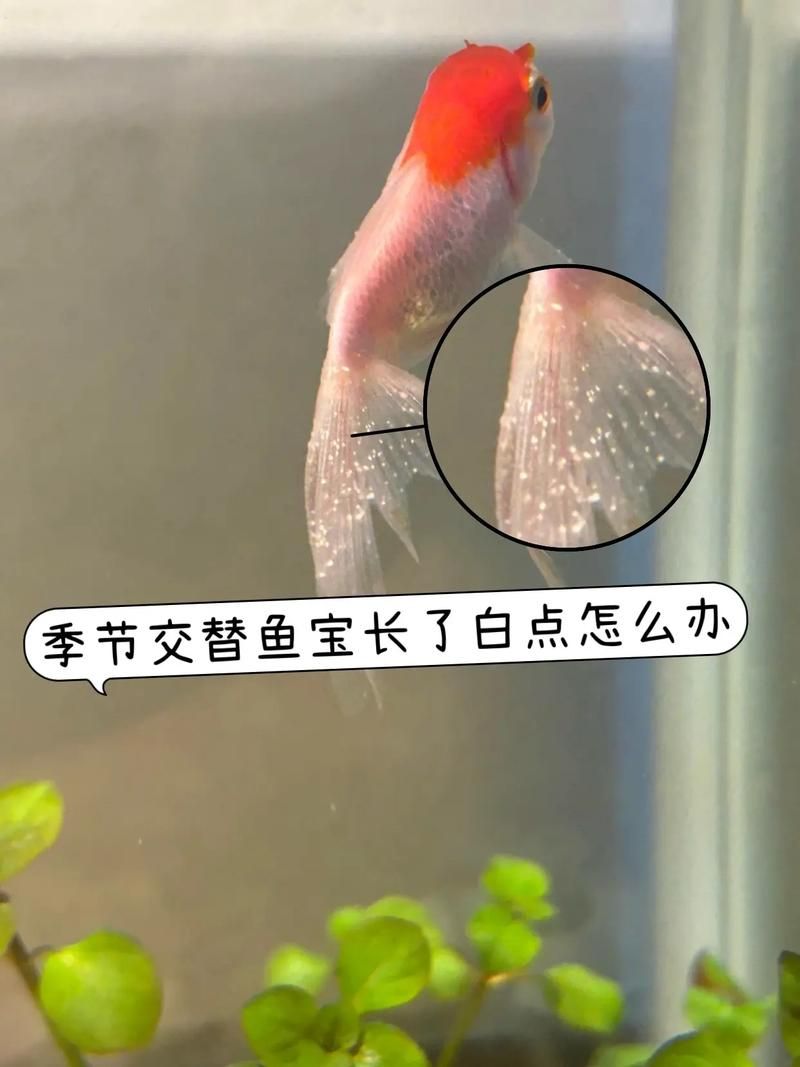 如何判斷金魚是否感染白點病，如何判斷金魚是否感染水產(chǎn)白點病