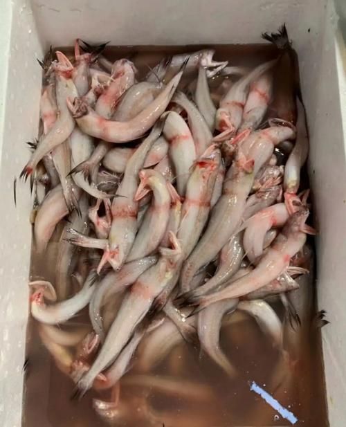 申古三間魚多久發一次色？，申古三間魚多久發一次色