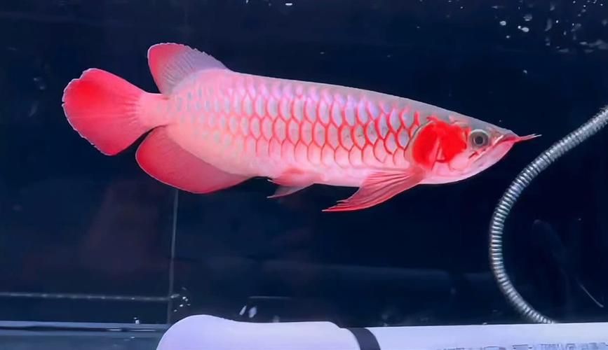 祥龍龍魚有哪些品種？，祥龍魚場熱門品種及種選購指南