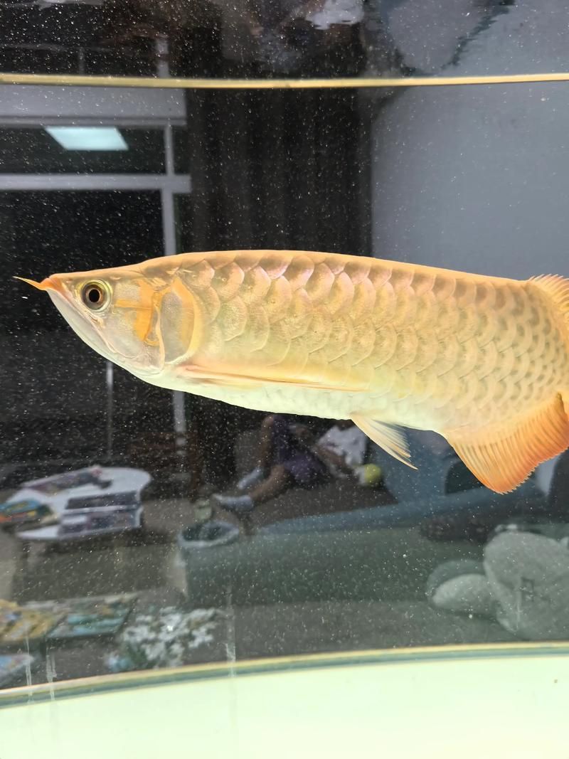 如何判斷綠皮辣椒紅龍的品質(zhì)？，如何判斷綠皮辣椒紅龍的品質(zhì)，祥龍魚場批發(fā)龍魚有哪些注意事項