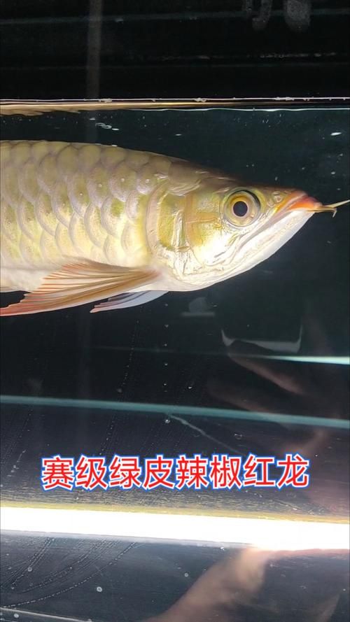 如何判斷綠皮辣椒紅龍的品質？，如何判斷綠皮辣椒紅龍的品質，祥龍魚場批發龍魚有哪些注意事項